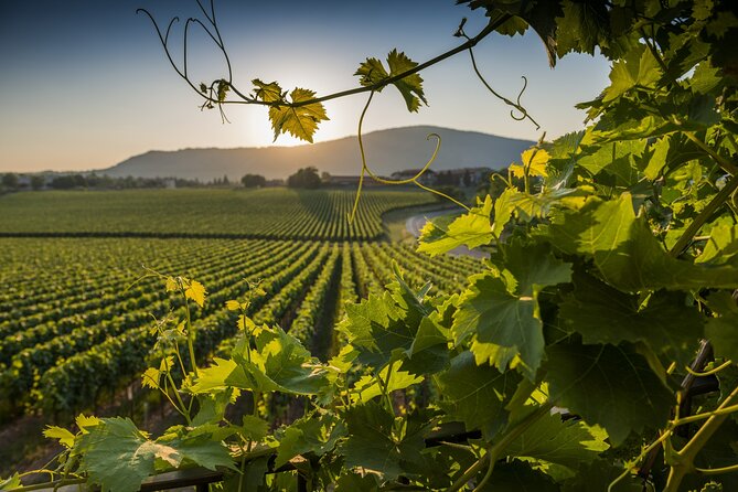 Winery Tour and Tasting at Sunset in the Countryside From Tropea - Location and Itinerary