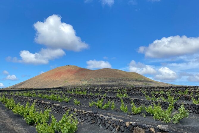 Winery Visit and Tasting in Lanzarote - Tour Schedule and Language Options