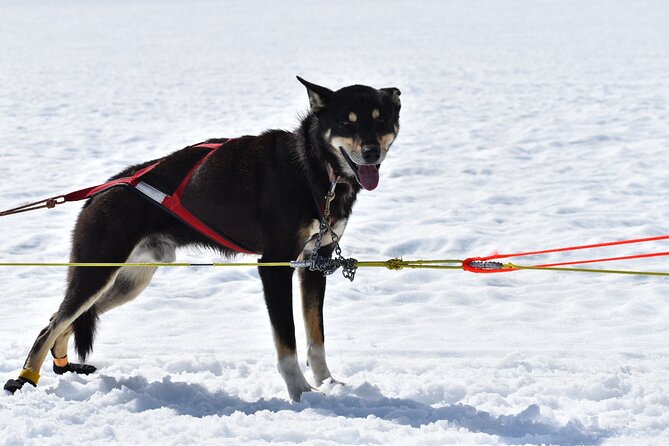 Winter Dog Sledding in Knik, Alaska - Tour Group Size and Accessibility