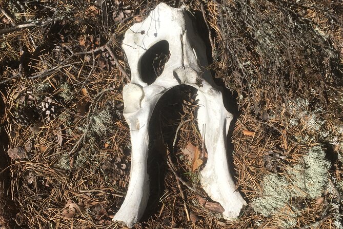 Wolf and Wildlife Tracking in Sweden - What to Expect