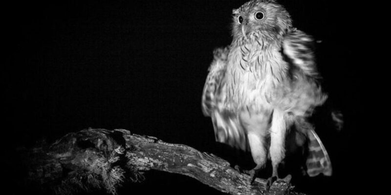 Yala: Night Drive in Yala National Park Buffer Zone! - Inclusions