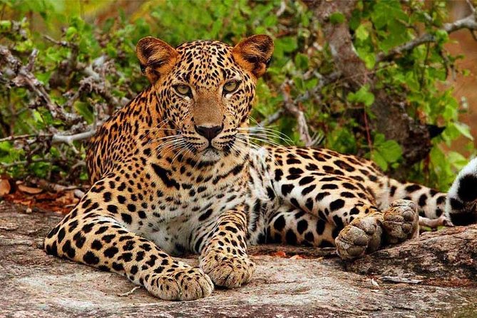 Yala Safari Drive From Galle, Weligama, Mirissa & Dickwella - Customer Reviews