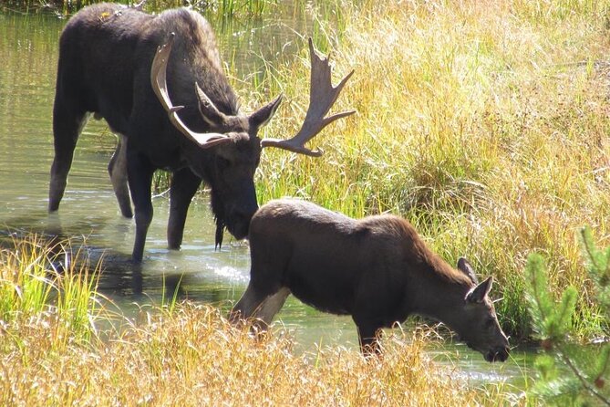 Yellowstone 55+ "Adults Only" Lower Loop W/PU West Yellowstone - Feedback From Previous Guests