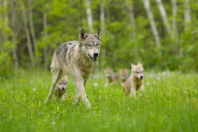 Yellowstone and Grand Teton National Parks Wildlife Adventure (2 Day/1 Night) - Itinerary Day 2