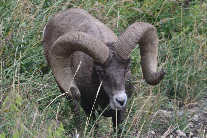 Yellowstone for Kids Family Fun Tour W/Pu in West Yellowstone - Knowledgeable and Accommodating Guides