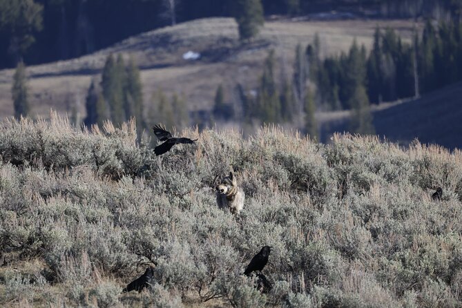 Yellowstone Full-Day Upper Loop With Wildlife Adventure W/Lunch - Experience and Accessibility