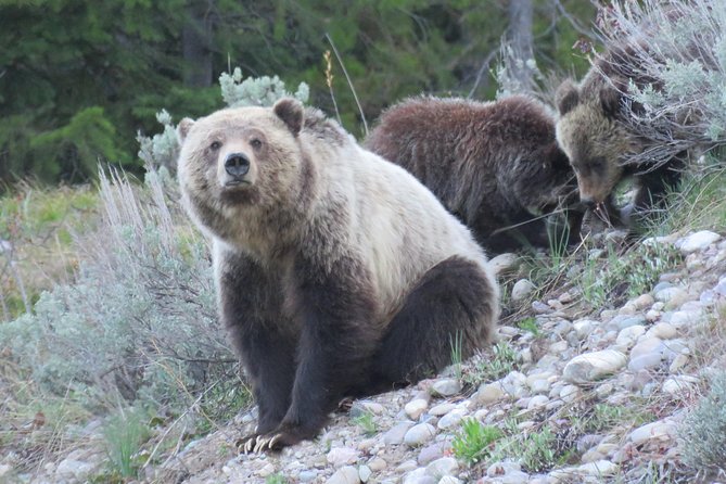 Yellowstone & Grand Teton National Parks - Ultimate Wildlife Safari - Personalized Safari Experience and Amenities