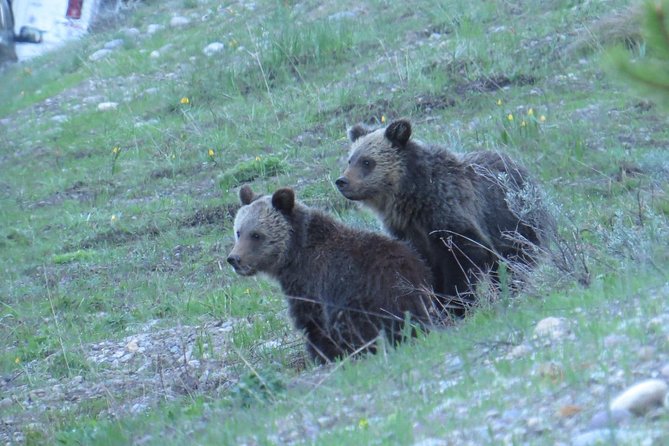 Yellowstone National Park - PRIVATE Upper Loop Tour From West Yellowstone - Wildlife Sightings