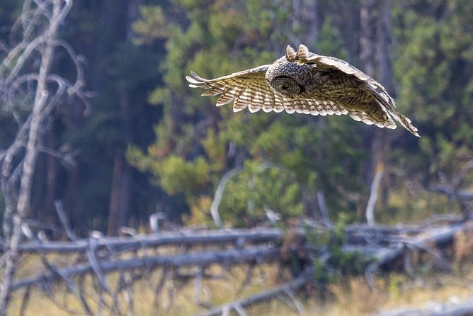 Yellowstone Private Upper Loop Tour With Lunch - Tour Schedule and Accessibility