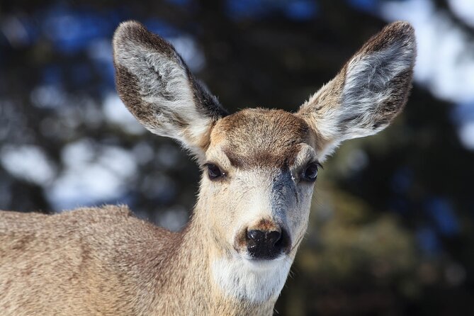 Yellowstone Snowshoe Safari From Bozeman - Private Tour - Participation Requirements