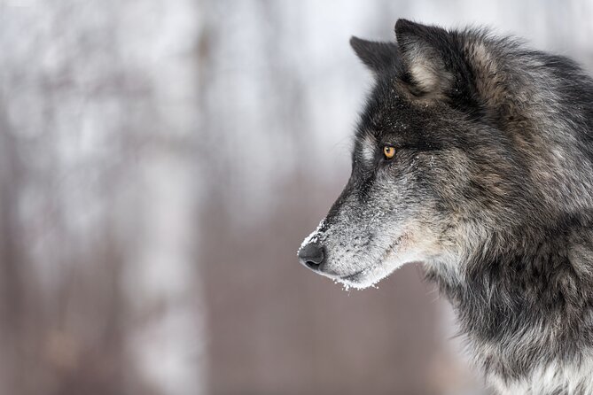 Yellowstone Wolves and Winter 4day/3night Adventure From Montana - Accommodation Details