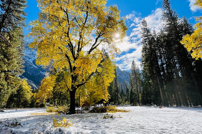 Yosemite Winter Highlights Small Group Tour - Whats Included in the Tour