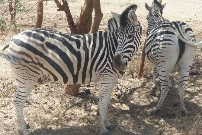 Your Private Driver & Tour Guide in Senegal-Reserve of Bandia - Health and Accessibility