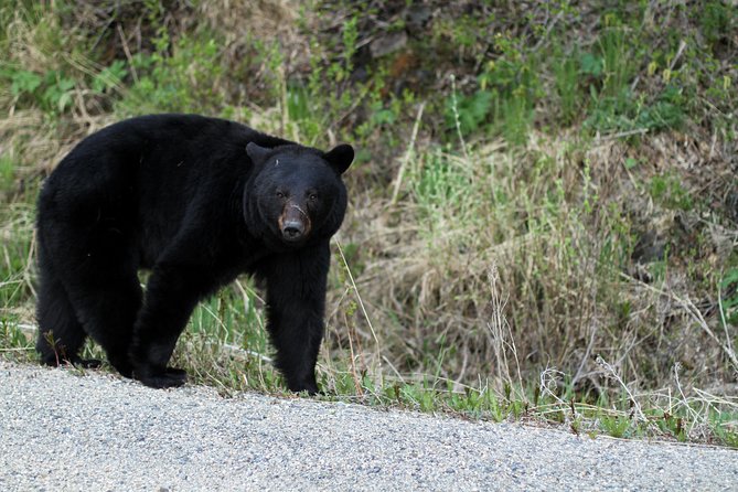 Yukon Extended Summit Drive Tour (From Skagway) - Cancellation Policy