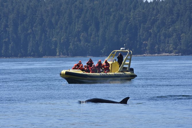 Zodiac Whale Watching Adventure From Telegraph Cove - Cancellation Policies