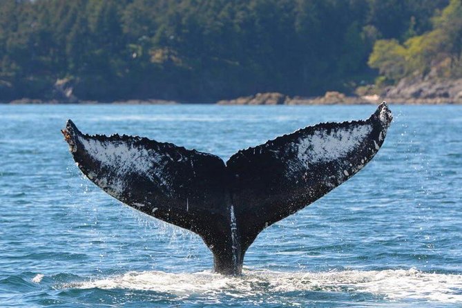 Zodiac Whale Watching Adventure From Victoria - Safety and Health Guidelines