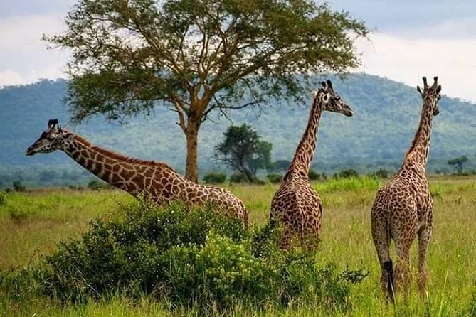 3days 2nights Tour to Uluguru Mountain and Mikumi National Park - Key Points
