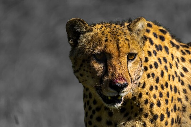 4 Day Addo to Karoo Safari - Good To Know