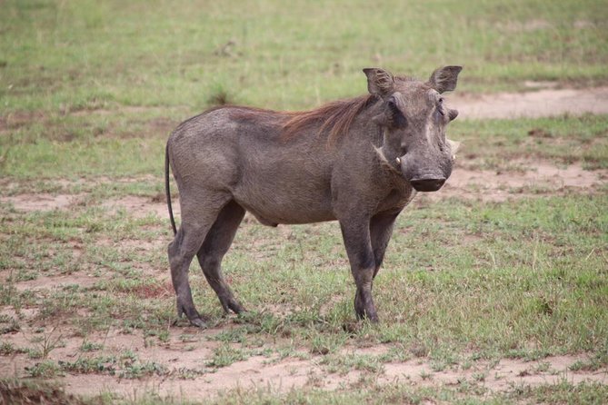 4-Day Gorillas, Wildlife and Chimpanzee Trek at Kalinzu Forest - Good To Know