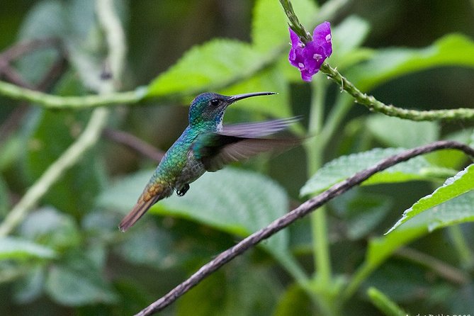 4-Day Manu Jungle Trip From Cusco - About Your Stay