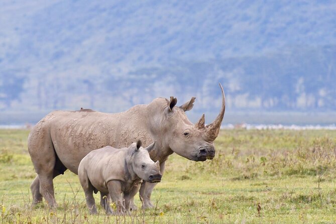 4-Day Masai Mara and Lake Nakuru Safari Tour From Nairobi - Good To Know