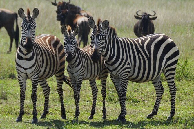 4 Day Serengeti and Ngorongoro Crater - Good To Know