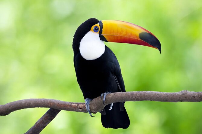 4-Day Wildlife Camping Tour to Pacaya-Samiria National Park From Iquitos, Peru - Good To Know