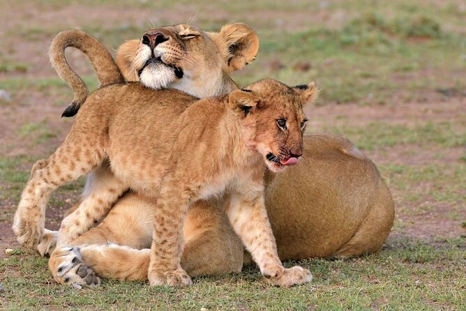 4 Days Masai Mara Safari - Good To Know