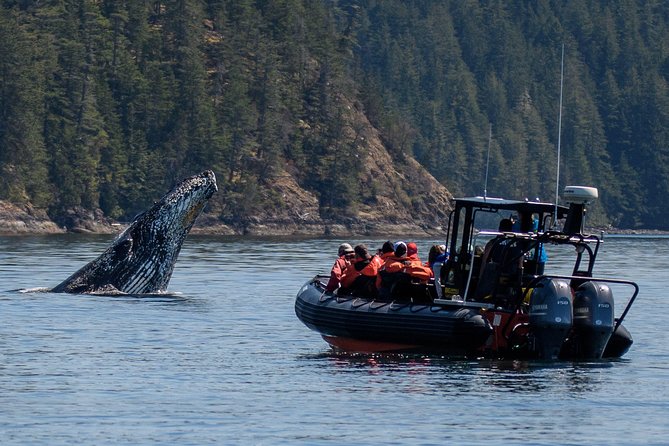 4 Hour Morning Whale Watching Tour - Good To Know