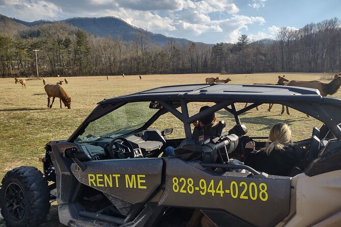 (4 HR) UTV ECO Elk Wilderness Adventure - Tour Overview