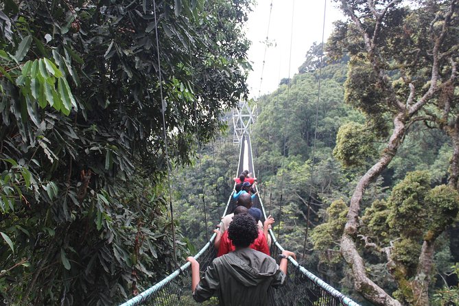 1 Day Canopy Walk Way in Nyungwe Natioinal Park - Reviews and Experiences