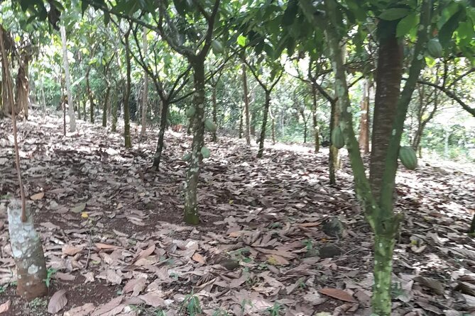 1 Day Cocoa Farm Tour - Guest Reviews and Ratings