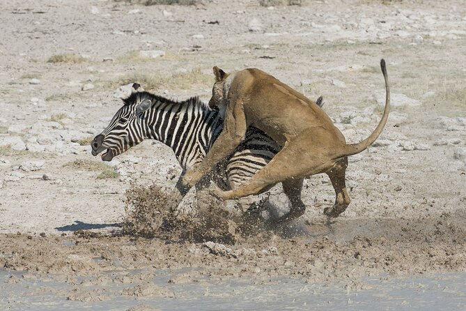 1-Day Fly in Safari to Mikumi National Park From Zanzibar - Daily Schedule and Timing