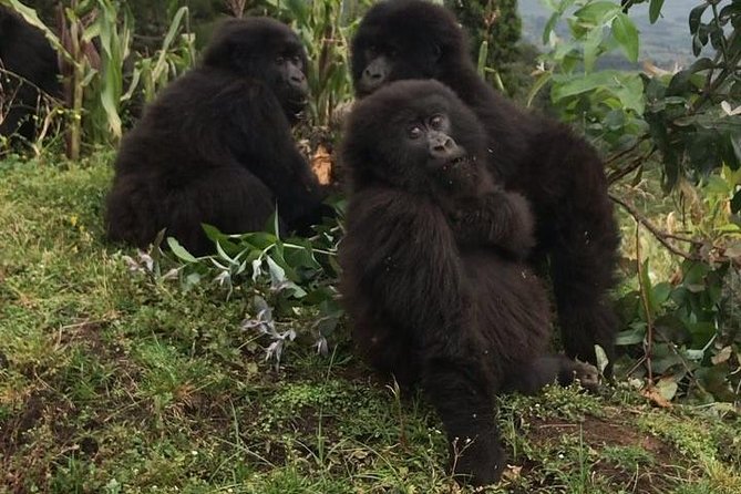 1-Day Rwanda Gorilla Tour - Tour Details