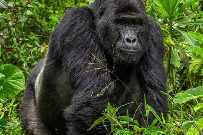 1 Day Rwanda Gorilla Trekking Tour In The Volcanoes National Park - Meeting and Pickup Details