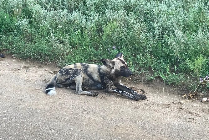 1 Day Safari From Johannesburg - Wildlife Sightings