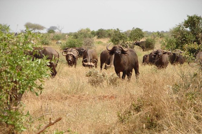 1-Day Tsavo East Safari From Mombasa - Tips for a Successful Safari