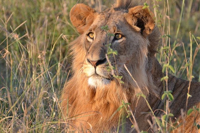 1 Day Tsavo East Safari ( Minimum 2 Pax) - Health and Accessibility Considerations