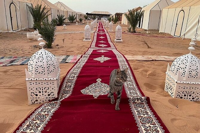 1 Night Camel Trekking Camp in Merzouga - Taking in Moroccan Culture