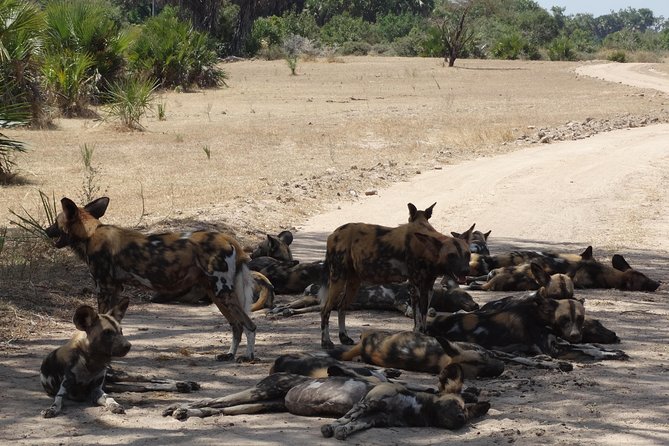 10 Days Safari to Nyerere NP, Ruaha NP, Udzungwa NP and Mikumi NP + Isimila Site - Traveler Requirements