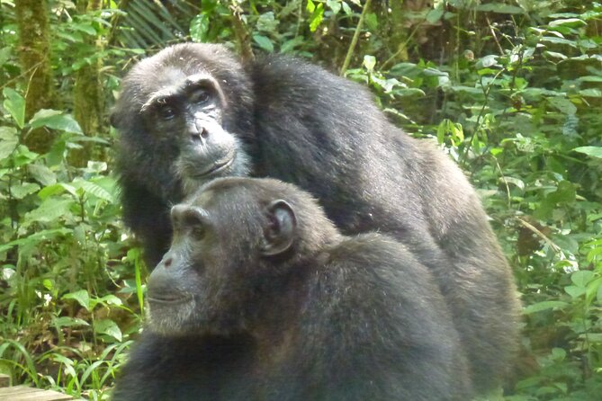 10 Days Uganda Safari With Gorillas - Tour Details