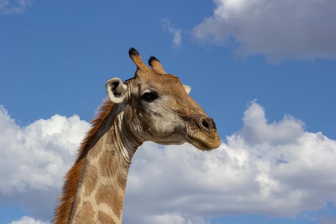 11 Day Namibia Experience Fully Accommodated Tour - Accessibility Information