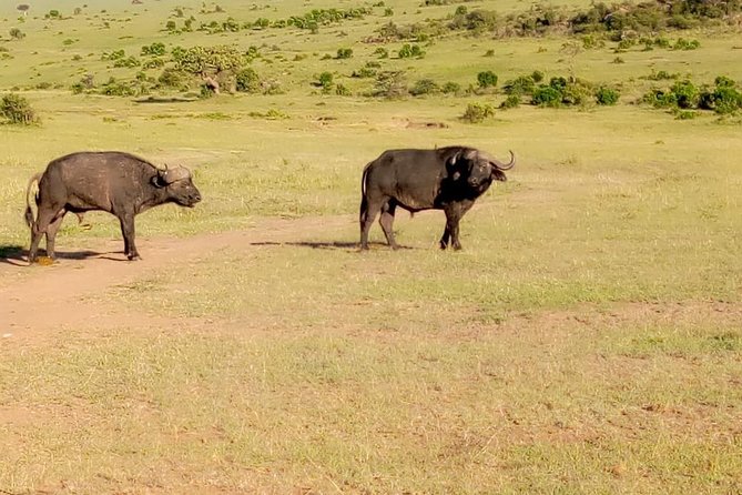11 Days Guided Group Safari in Kenya And Tanzania - Pickup Locations and Schedule