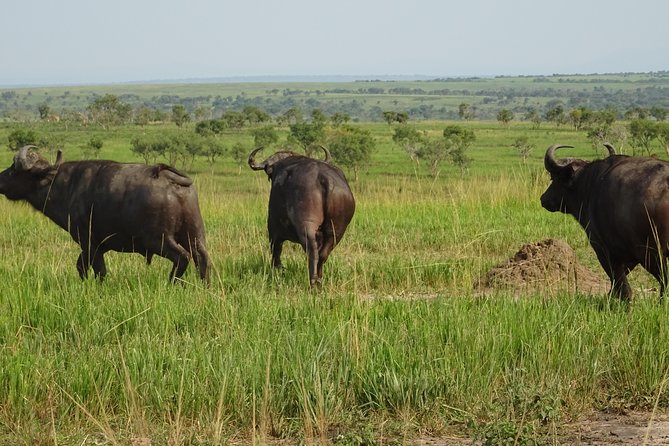 12 Days Memorable Experience Tour in Uganda - Booking Information