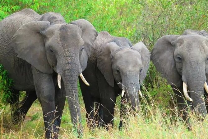 12 Days Samburu Ol-Pejeta Lake Nakuru Masai Mara Lake Naivasha Amboseli Safari - Booking Information