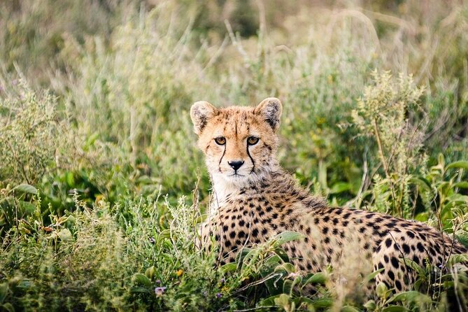 12 Days Wildlife Safaris And Culture Tour - Hiking Through the Usambara Mountains