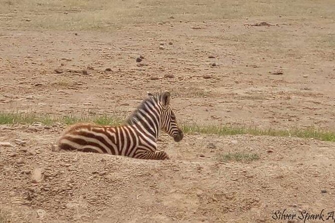 14-Day Serengeti Maasai Mara Amboseli Tarangire Zanzibar - Transportation Logistics