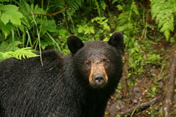 2.5 Hour Tour in Ketchikan on the Tongass Trolley - Wildlife Sightings