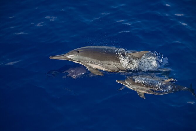 2.5 Hours Whale Watching On A 41 Super-Raft - Essential Preparation Tips