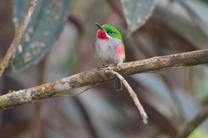 2-Day Bird Watching Tour in the Sierra De Bahoruco - Cancellation Policy